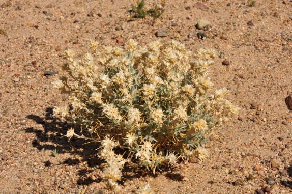 cactus florindo no Red Rock Canyon State Park, perto de Mojave, na Califórinia - EUA